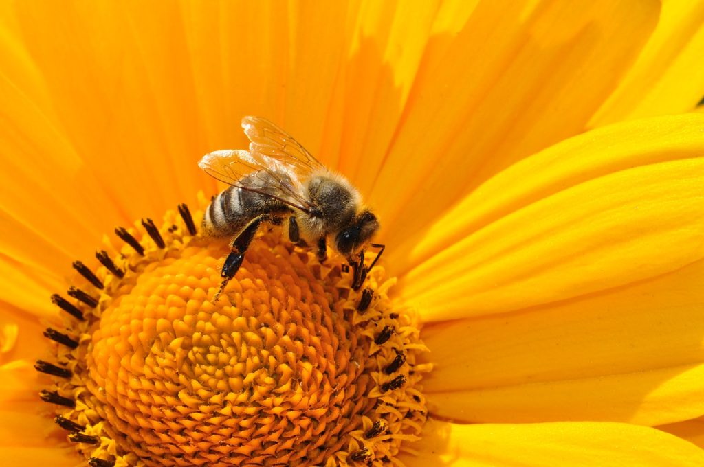 bee, insect, flower-170551.jpg